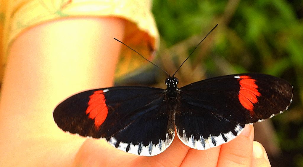 Heliconius erato