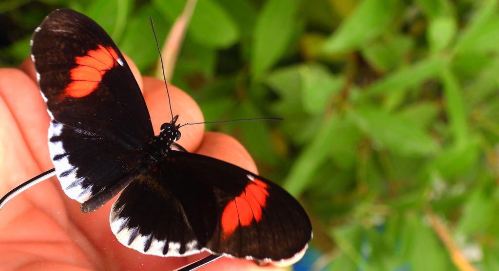 Heliconius erato
