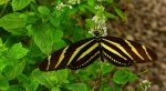 Heliconius charithonia