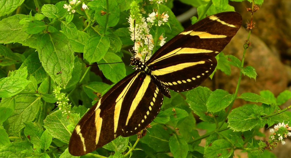 Heliconius charithonia