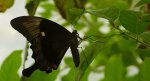 Papilio crino