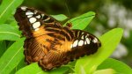 Parthenos sylvia