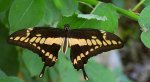 Papilio thoas