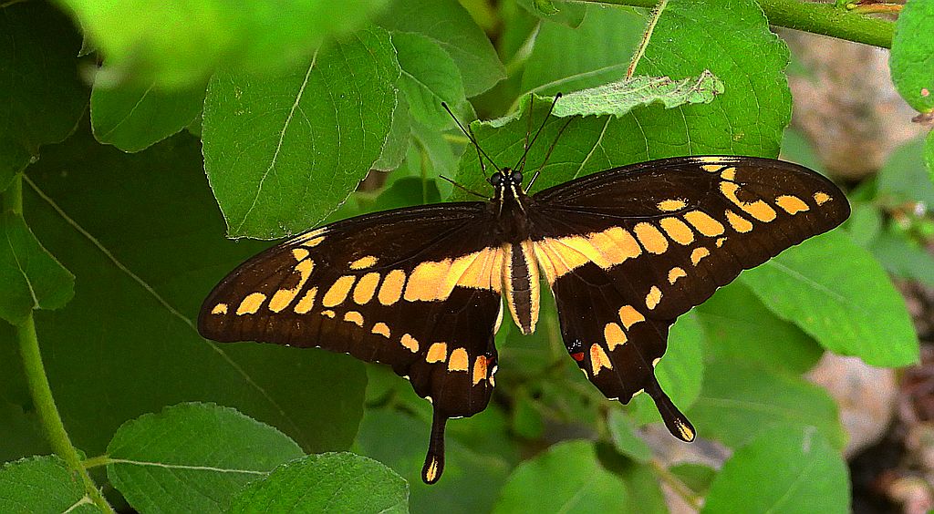 Papilio thoas