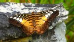 Parthenos sylvia