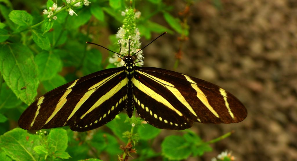 Heliconius charithonia