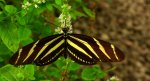 Heliconius charithonia