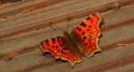 Rusałka ceik (Polygonia c-album)