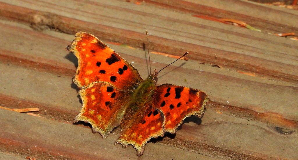 Rusałka ceik (Polygonia c-album)