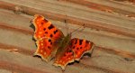 Rusałka ceik (Polygonia c-album)