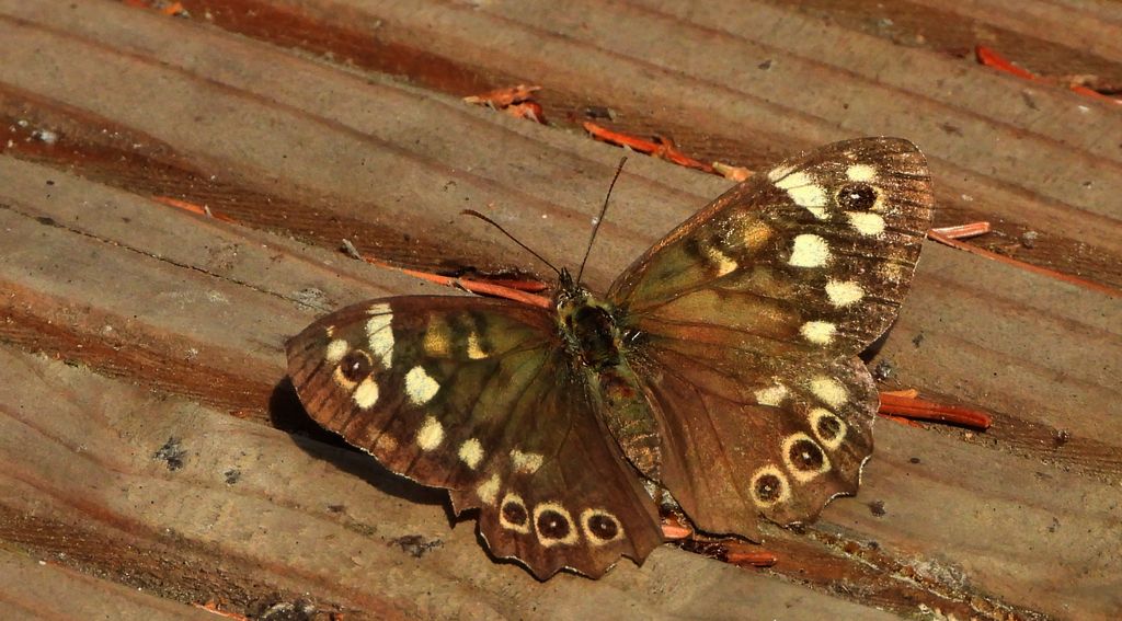 Osadnik egeria (Pararge aegeria)