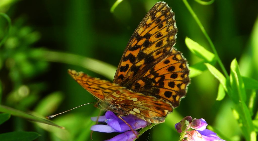 Dostojka selene (Boloria selene)
