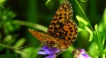 Dostojka selene (Boloria selene)