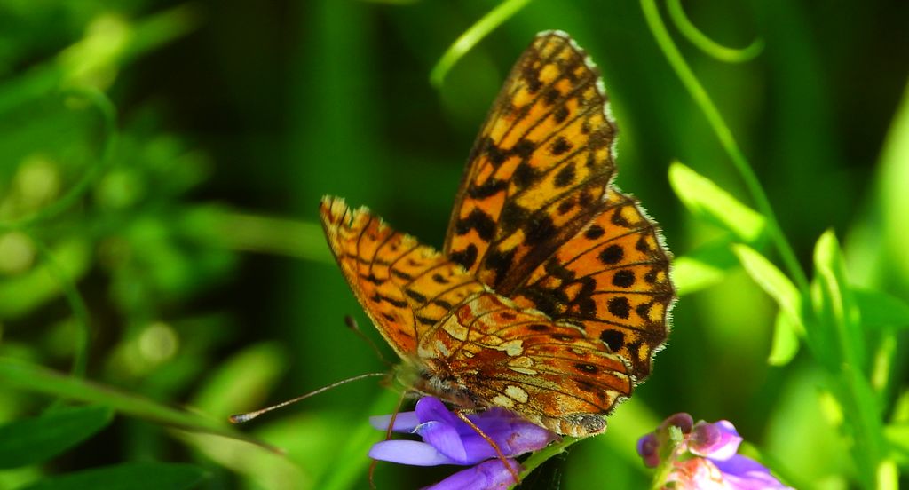 Dostojka selene (Boloria selene)
