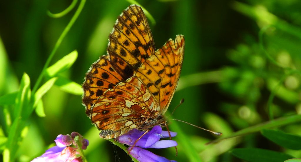 Dostojka selene (Boloria selene)
