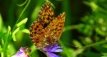 Dostojka selene (Boloria selene)