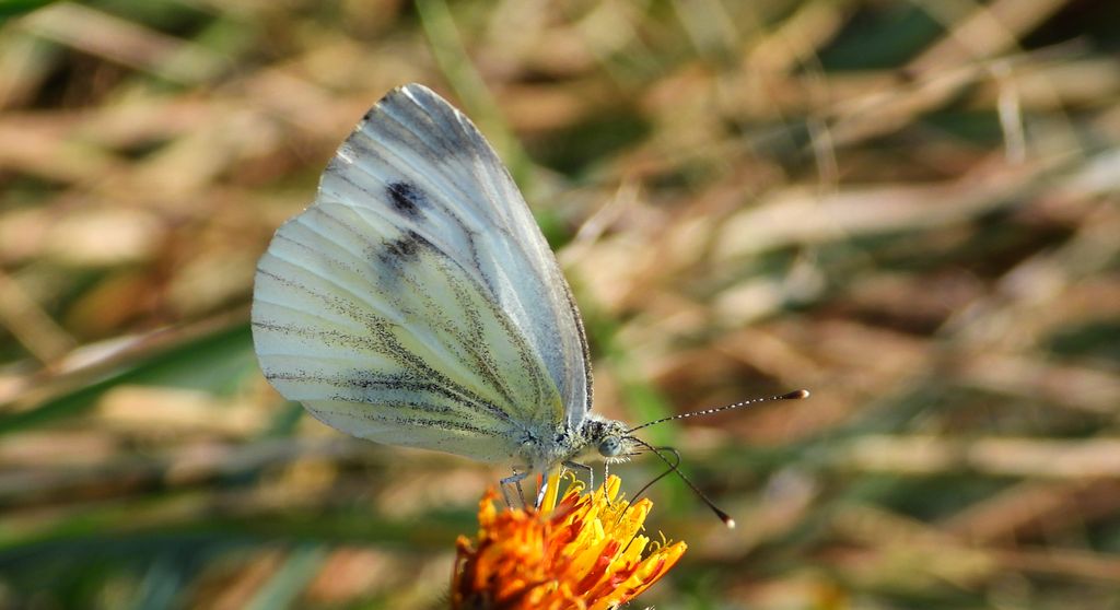 Bielinek bytomkowiec (Pieris napi)