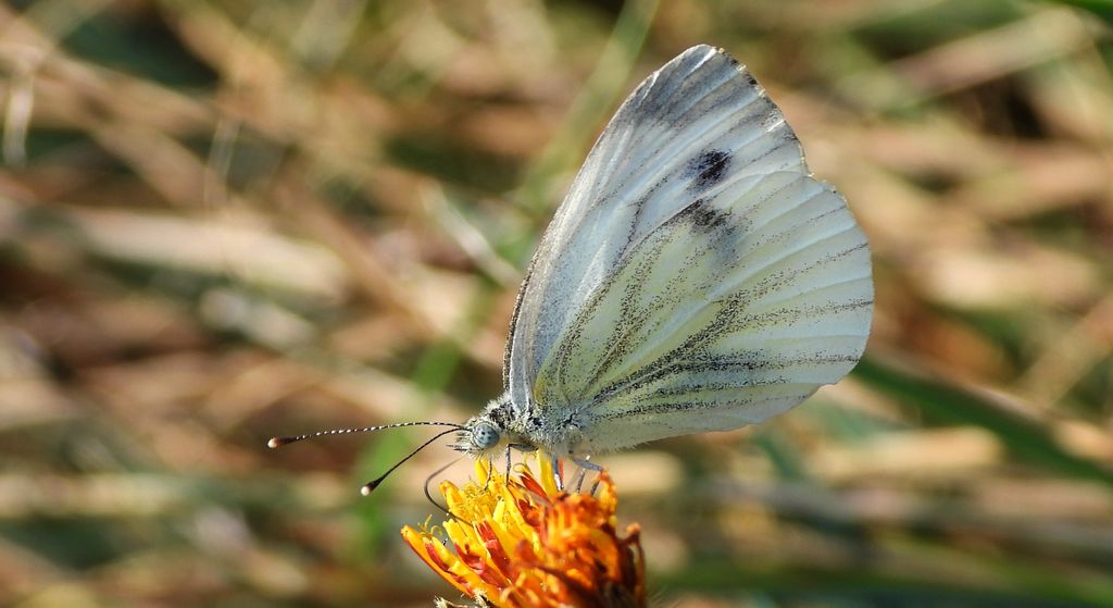 Bielinek bytomkowiec (Pieris napi)