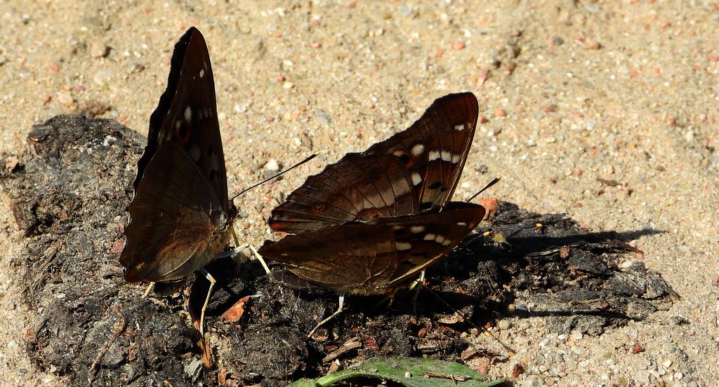 Mieniak strużnik (Apatura ilia)