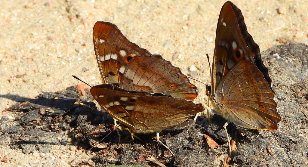 Mieniak strużnik (Apatura ilia)