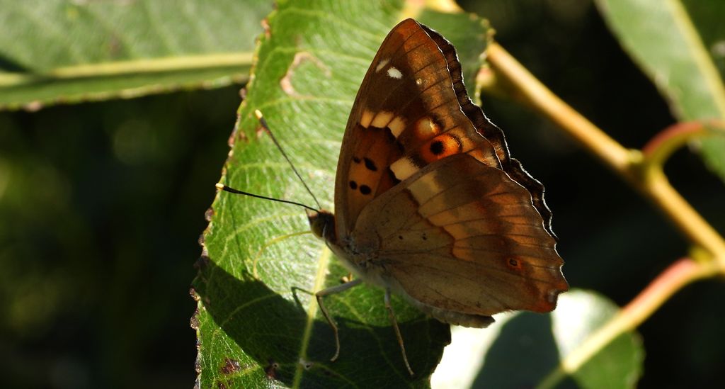 Mieniak strużnik (Apatura ilia)