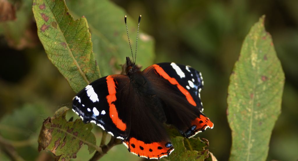 Rusałka admirał (Vanessa atalanta)