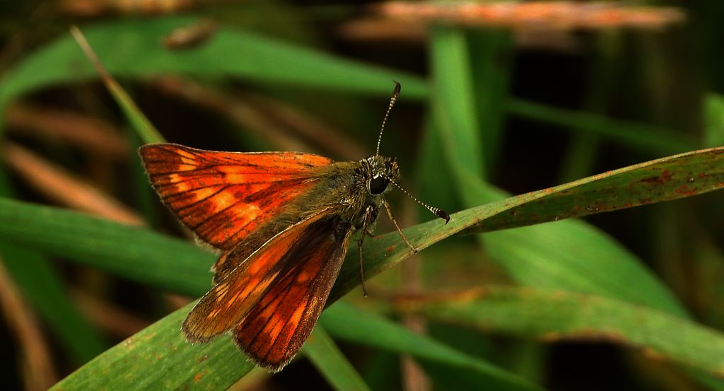 Karłątek kniejnik (Ochlodes sylvanus)