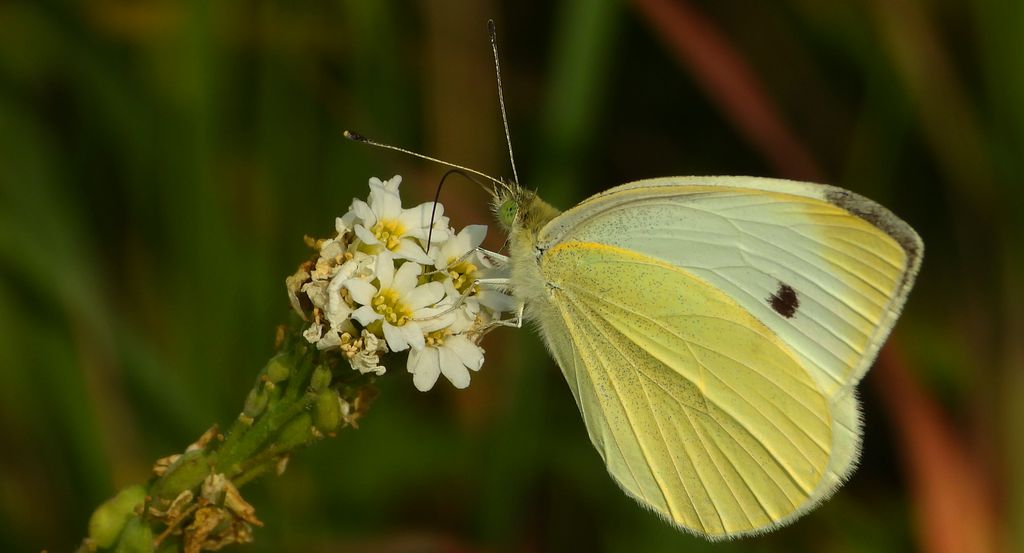 Bielinek rzepnik (Pieris rapae syn. Artogeia rapae)