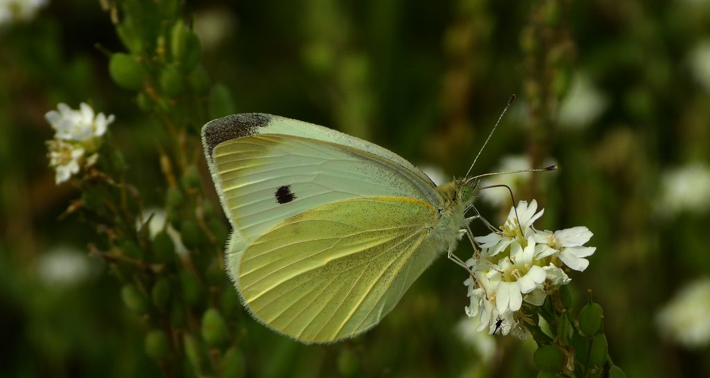 Bielinek rzepnik (Pieris rapae syn. Artogeia rapae)