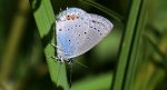 Modraszek argiades (Cupido argiades)