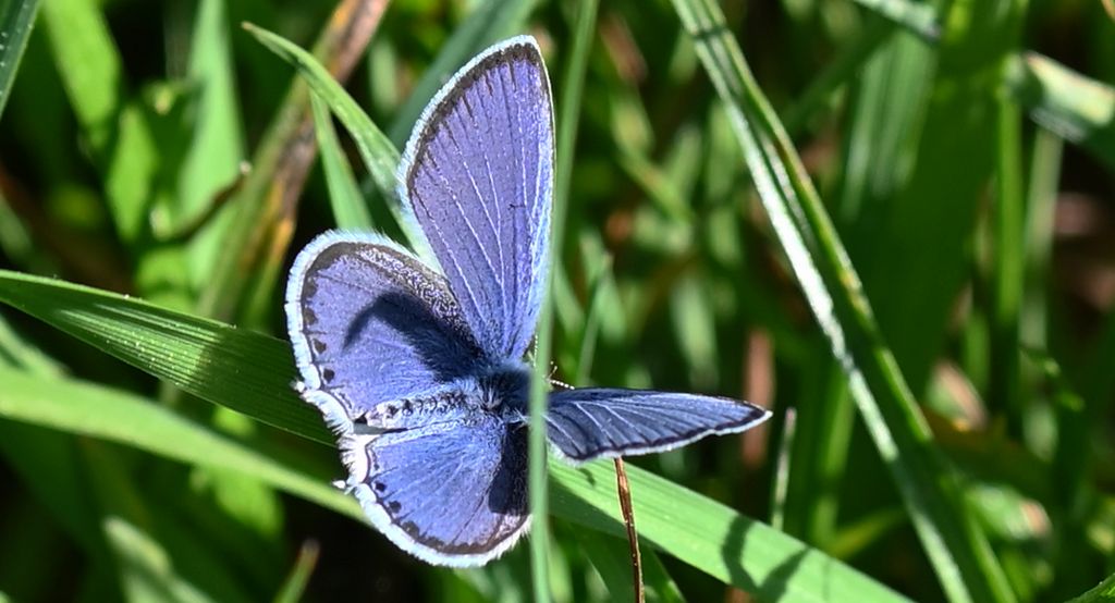 Modraszek argiades (Cupido argiades)