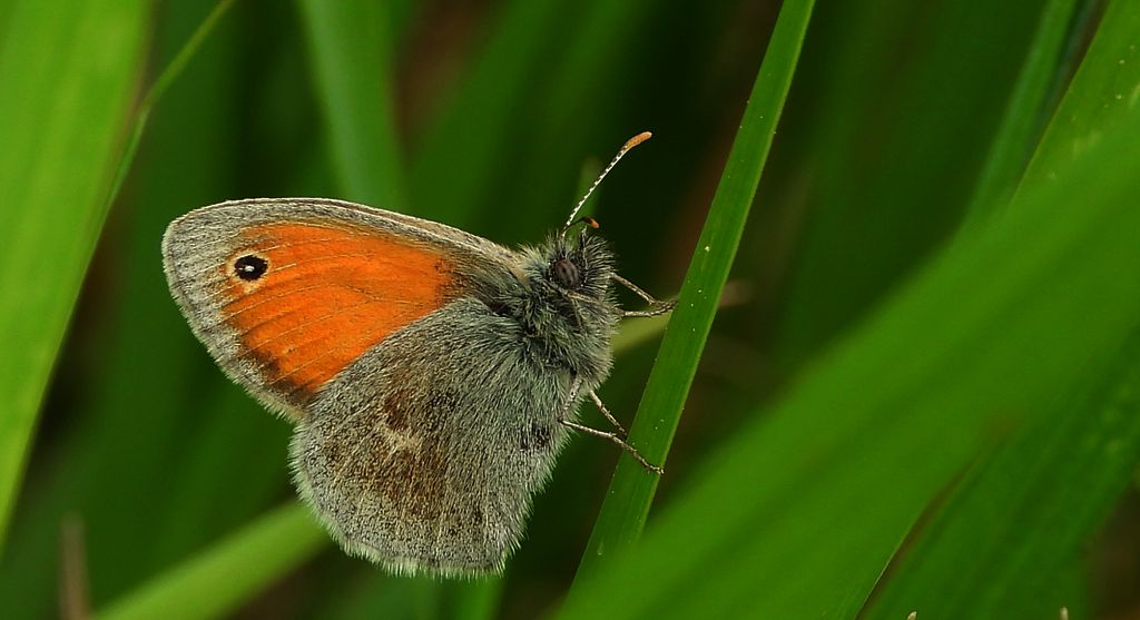 Strzępotek ruczajnik (Coenonympha pamphilus)
