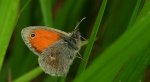 Strzępotek ruczajnik (Coenonympha pamphilus)