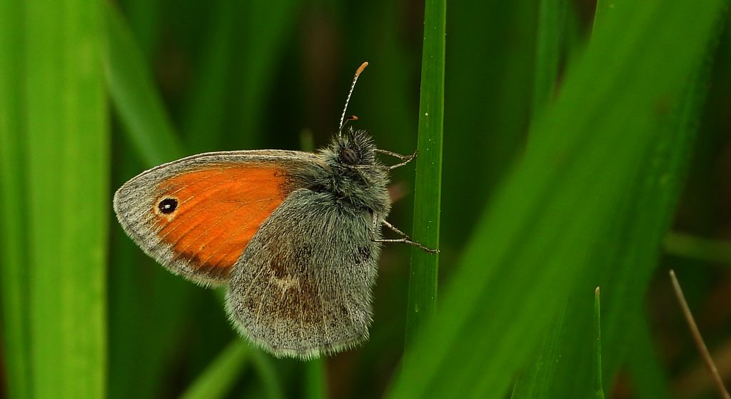 Strzępotek ruczajnik (Coenonympha pamphilus)