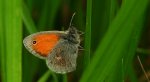 Strzępotek ruczajnik (Coenonympha pamphilus)