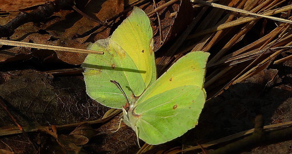 Latolistek cytrynek, listkowiec cytrynek (Gonepteryx rhamni)
