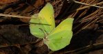 Latolistek cytrynek, listkowiec cytrynek (Gonepteryx rhamni)
