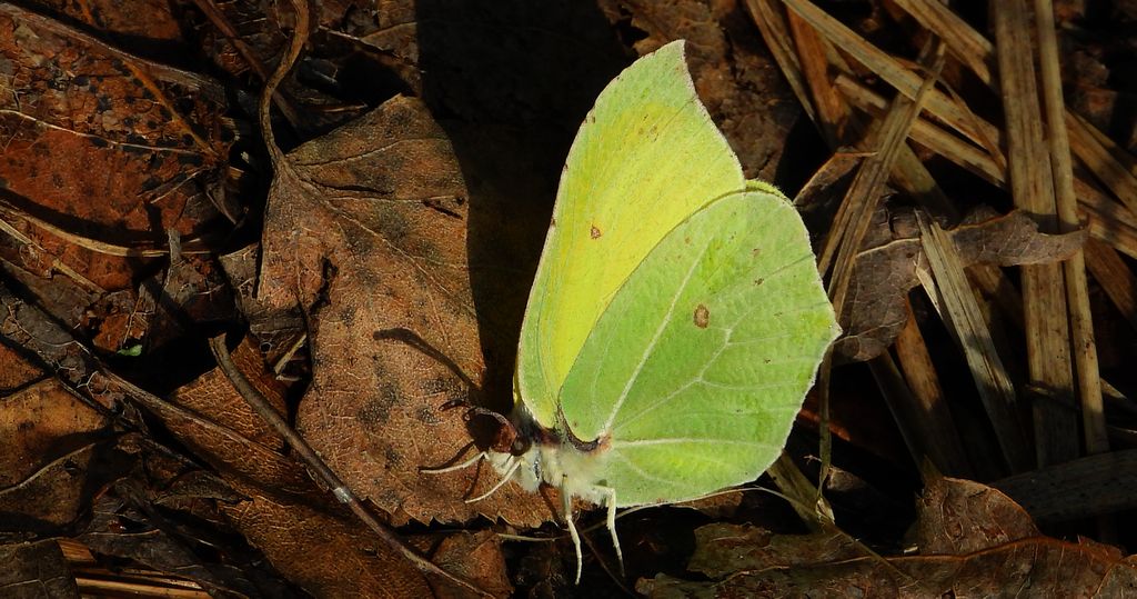 Latolistek cytrynek, listkowiec cytrynek (Gonepteryx rhamni)