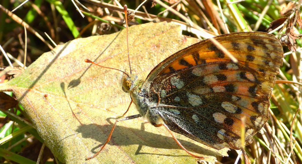 Dostojka aglaja, perłowiec aglaja (Argynnis aglaja)