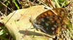 Dostojka aglaja, perłowiec aglaja (Argynnis aglaja)