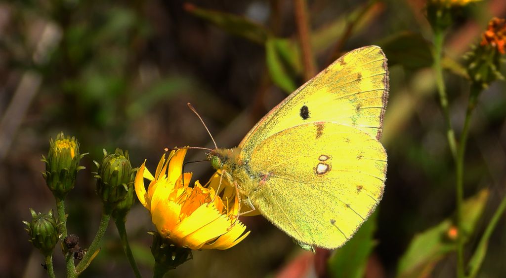Szlaczkoń siarecznik (Colias hyale)