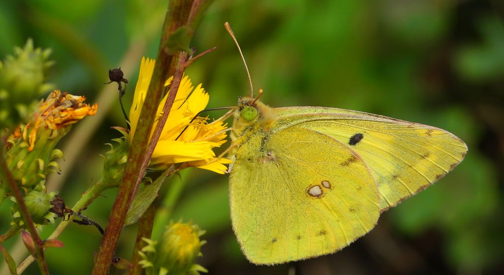 Szlaczkoń siarecznik (Colias hyale)