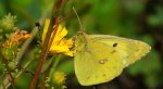 Szlaczkoń siarecznik (Colias hyale)