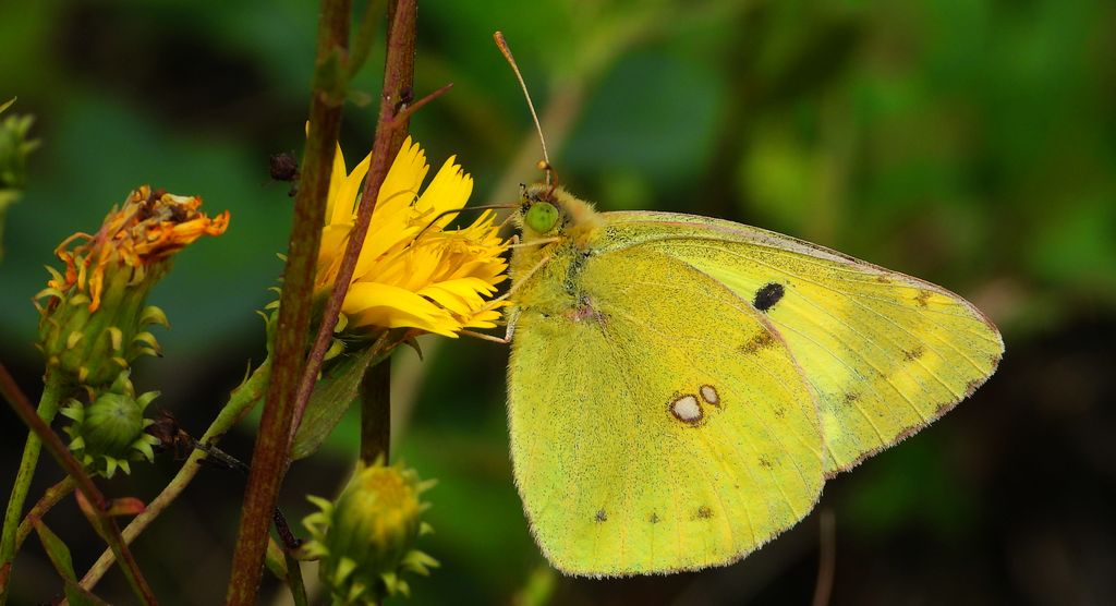 Szlaczkoń siarecznik (Colias hyale)