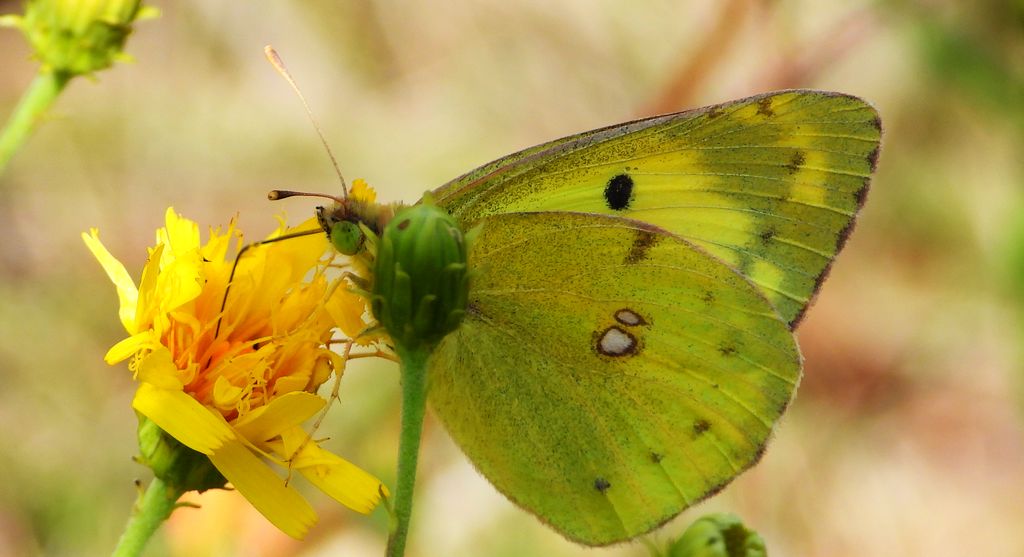 Szlaczkoń siarecznik (Colias hyale)