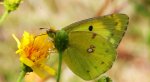 Szlaczkoń siarecznik (Colias hyale)
