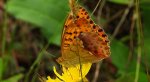 Dostojka laodyce (Argynnis laodice)