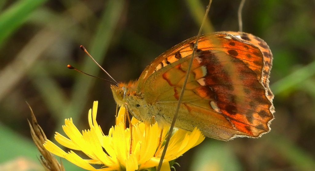 Dostojka laodyce (Argynnis laodice)