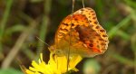 Dostojka laodyce (Argynnis laodice)