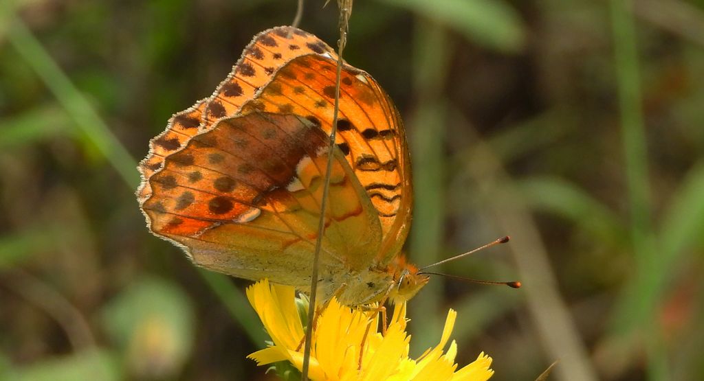 Dostojka laodyce (Argynnis laodice)